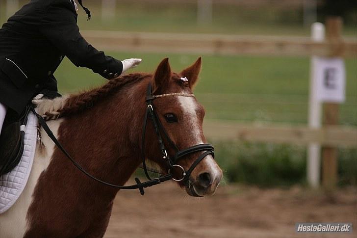 Anden særlig race Prins - Vel afsluttet program billede 2