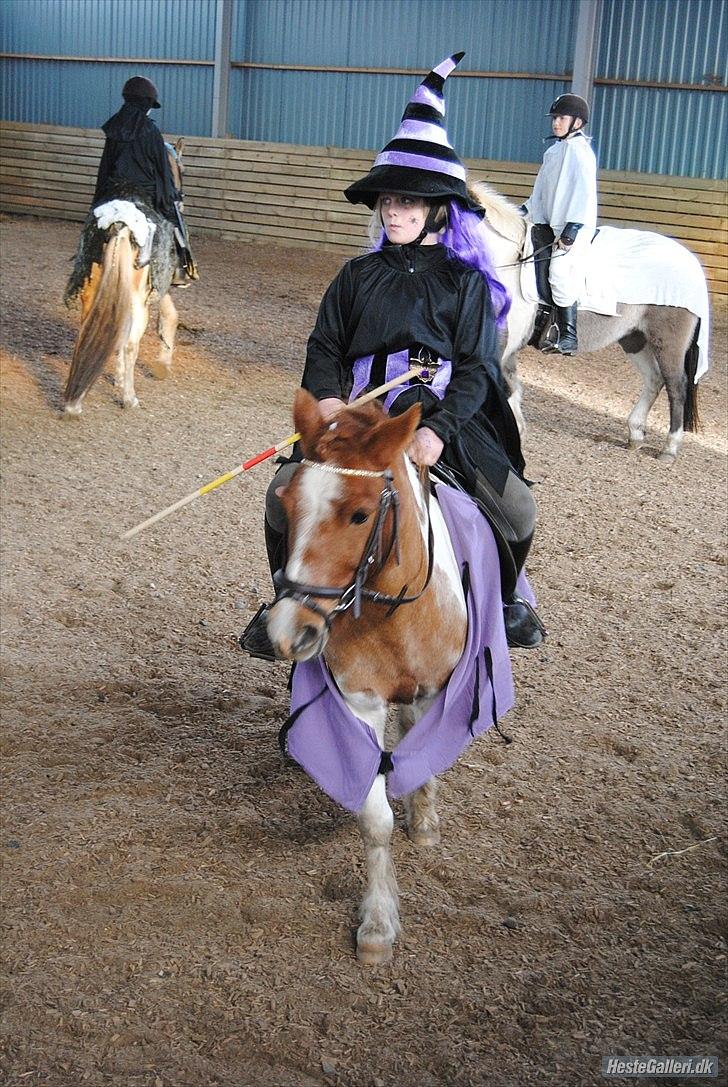 Anden særlig race Prins - Halloween. FOTO.MSP foto billede 3