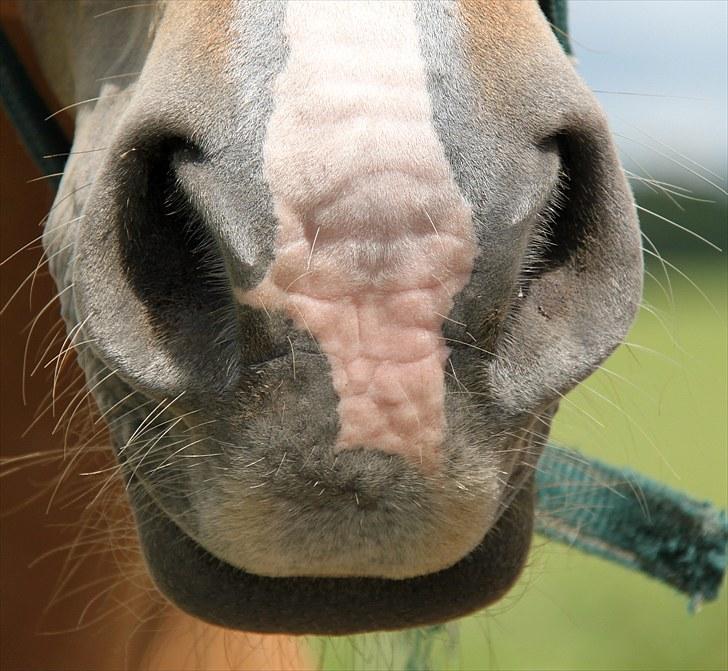Dansk Varmblod                       Axe - Axes allerbedsteste mule :D Den er så blød .. (; billede 5