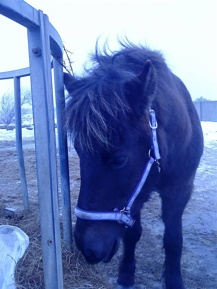 Islænder Dimma F Holmgård SOLGT! - NYT! billede 13