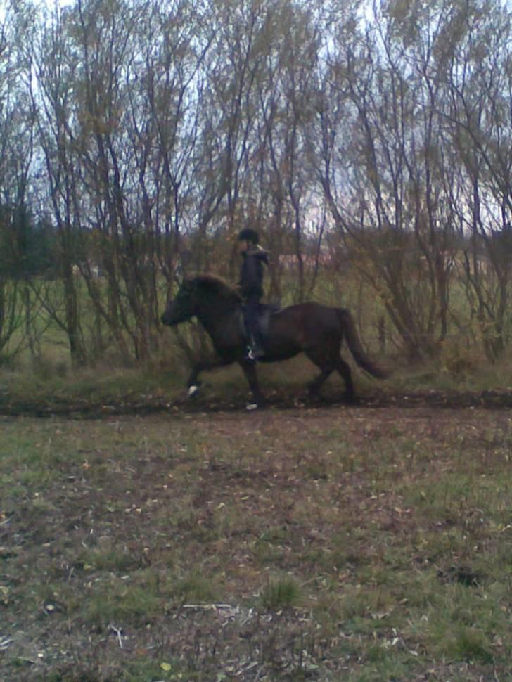 Islænder Dimma F Holmgård SOLGT! billede 14