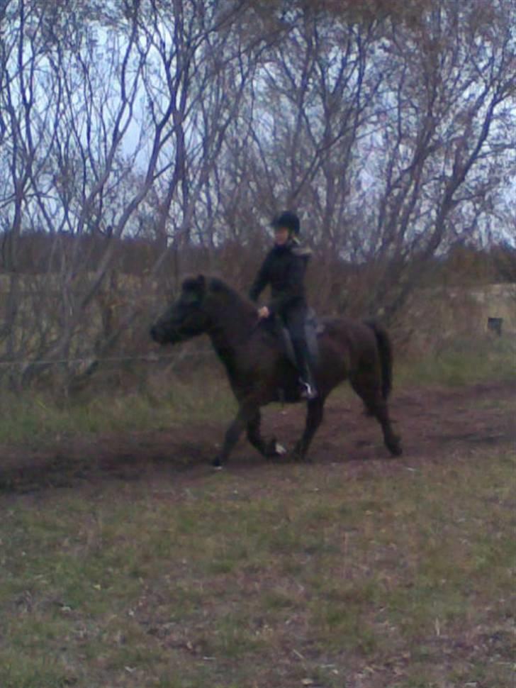 Islænder Dimma F Holmgård SOLGT! billede 15