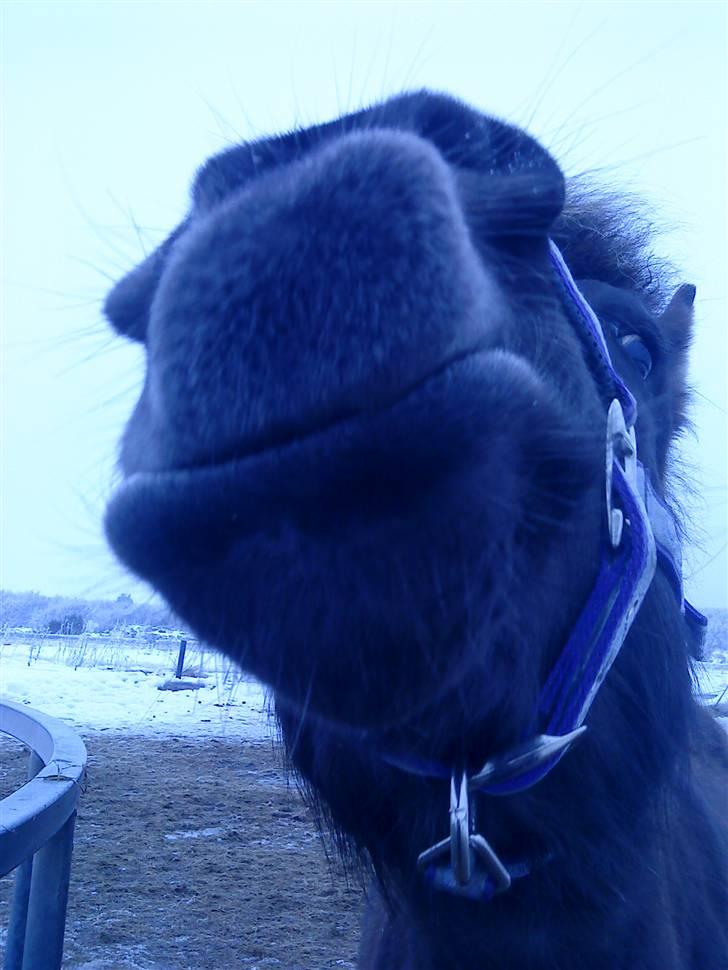 Islænder Dimma F Holmgård SOLGT! - NYT! billede 16