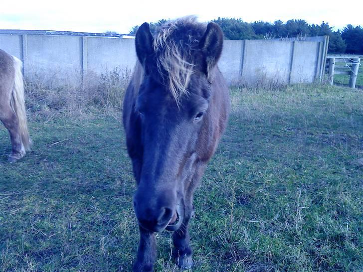 Islænder Dimma F Holmgård SOLGT! billede 17