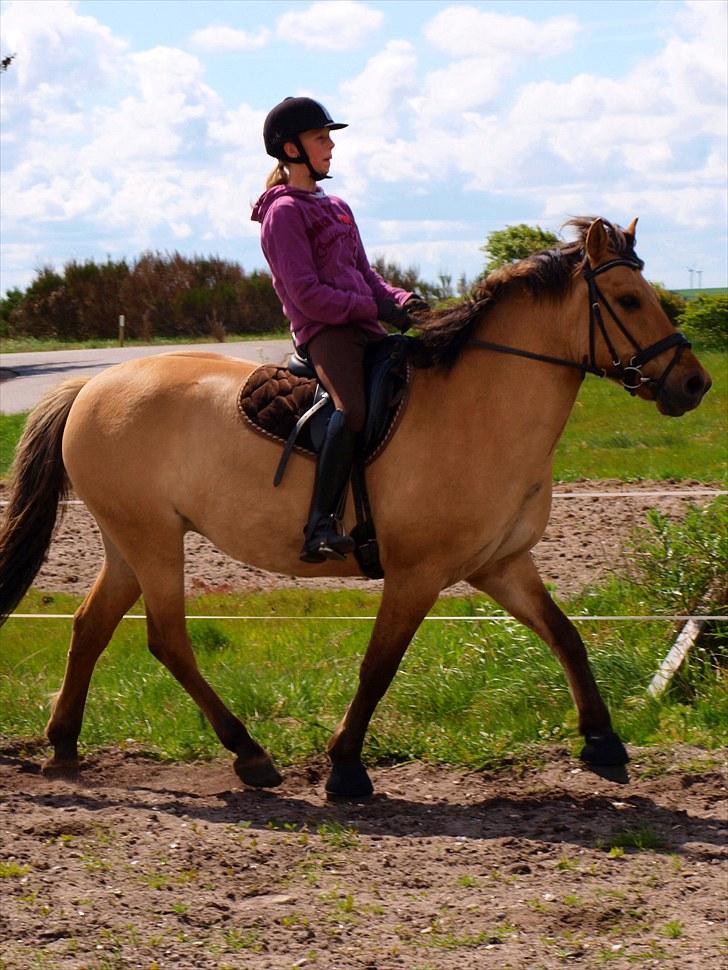 Anden særlig race Kiki  - Nyt!! -KL FOTO billede 15