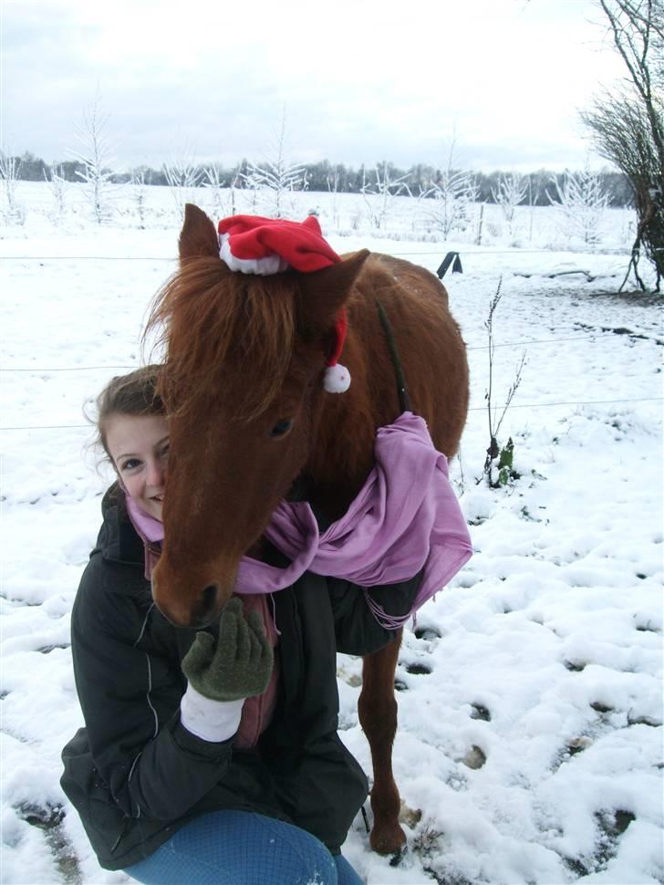 Kaspisk hest Kesari Spring - *01 - Jeg elsker dig, virkelig, og det har jeg gjort lige siden du blev født!<3 billede 1