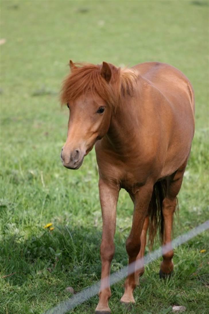 Kaspisk hest Kesari Spring - *02 - Du har virkelig verdens sødeste og mest charmerende udtryk! x] billede 2
