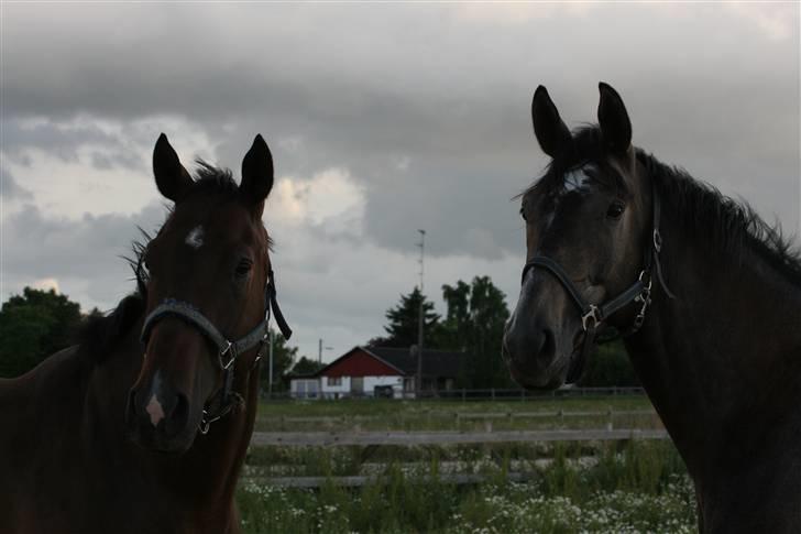 Fuldblod (XX) Kozlak XX RIP billede 13