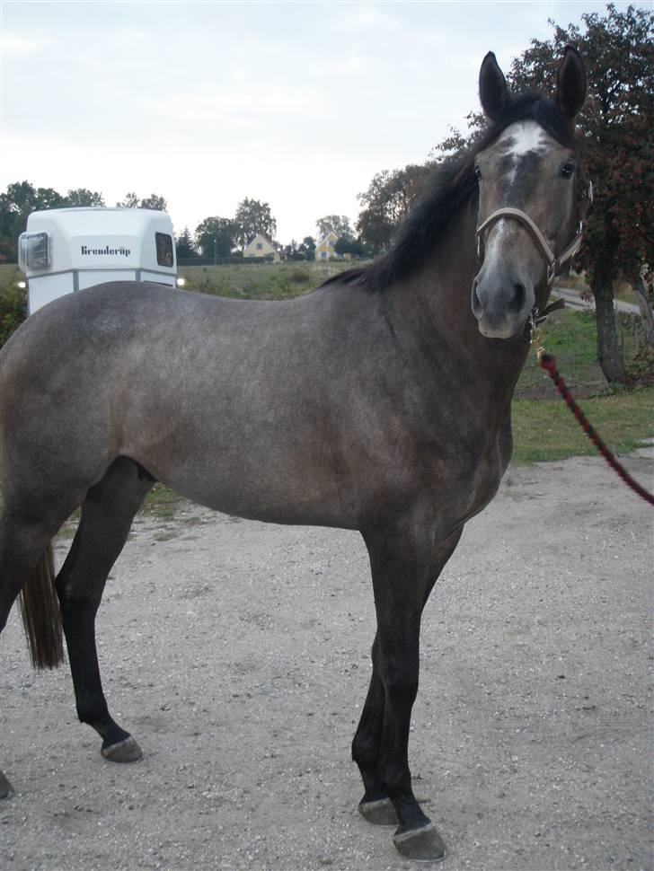 Fuldblod (XX) Kozlak XX RIP billede 15