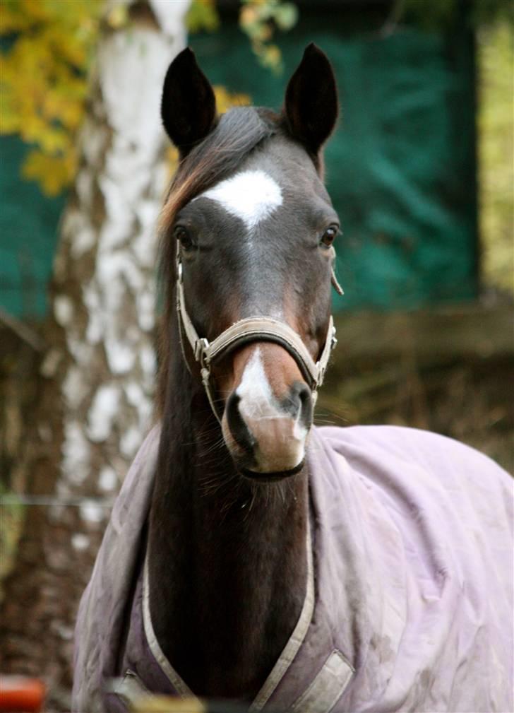 Dansk Varmblod | Rolando | - Velkommen til Rolando´s profil <3 billede 1