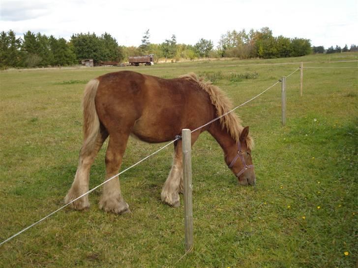 Jyde Camilla Af Aggersgård - græsset er altså bedre her. okt 2009 billede 3