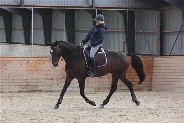 Dansk Varmblod | Rolando | - 13.09.09 billede 2