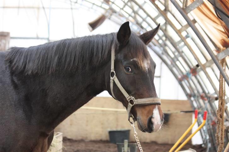 Dansk Varmblod | Rolando | - 01.11.09 billede 3