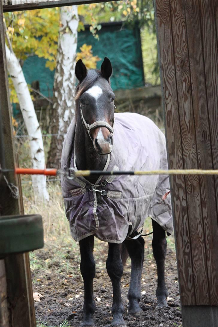 Dansk Varmblod | Rolando | - 01.11.09 billede 4