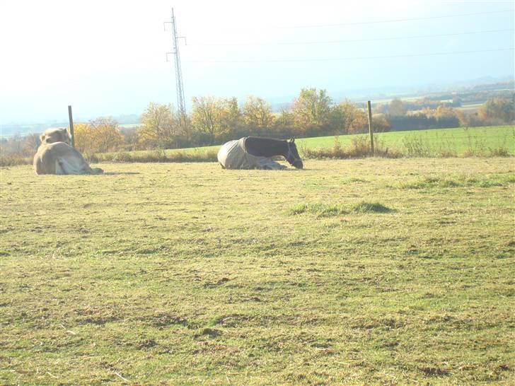 Traver Linda Egely (nelle) billede 1