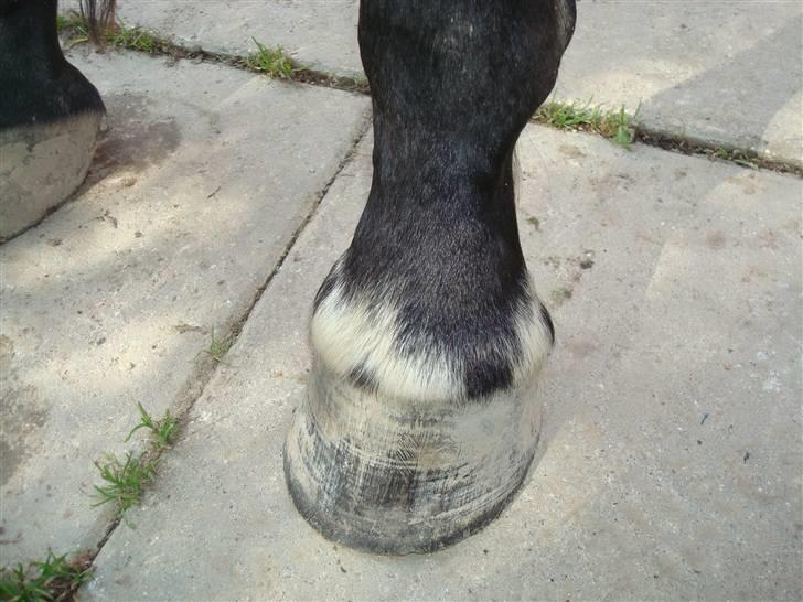 Traver Linda Egely (nelle) billede 2