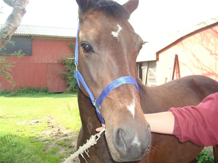 Traver Linda Egely (nelle) billede 3