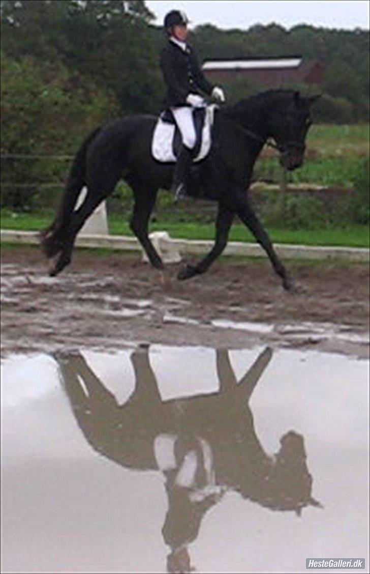 Dansk Varmblod Rosett - Rosett og jeg til stævne. Foto: Far billede 4