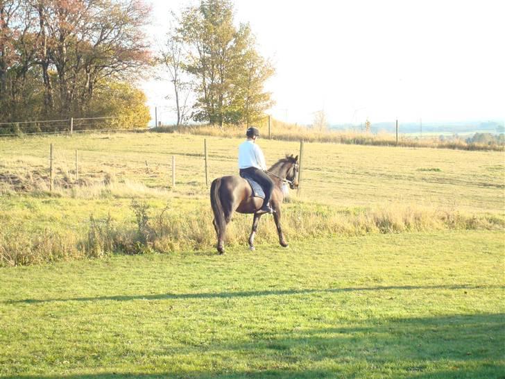 Traver Linda Egely (nelle) billede 4