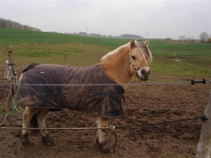 Fjordhest Jackson, solgt  - Jackson på fold d. 01/11-09 billede 12