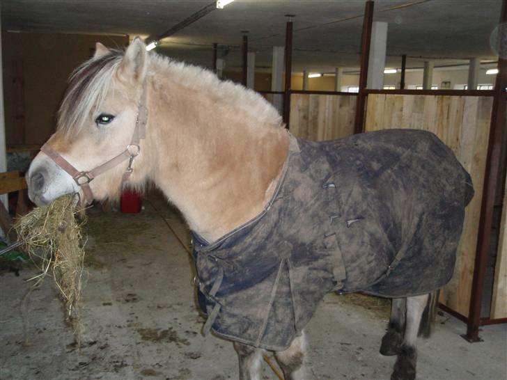 Fjordhest Jackson, solgt  - Jackson i stalden d. 01/11-09 billede 13