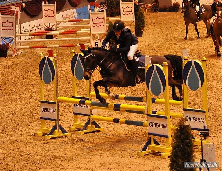 New Forest | Tårups Newton - Smukke Newton til warm up 2010 LB** 0 fejl! :D  billede 17