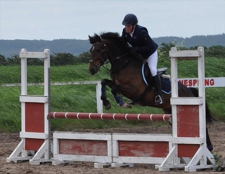 New Forest | Tårups Newton - LC eller LB i Ørsted :) Foto: Karen billede 18