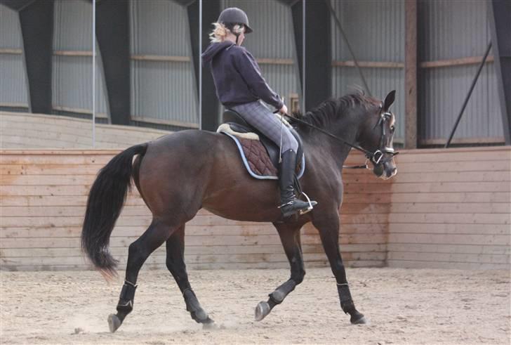 Dansk Varmblod | Rolando | billede 5