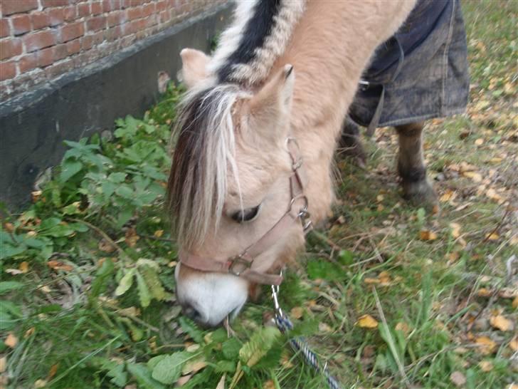 Fjordhest Jackson, solgt  - Jackson spiser lidt græs, inden han skal ud på folden igen d. 01/11-09 billede 14