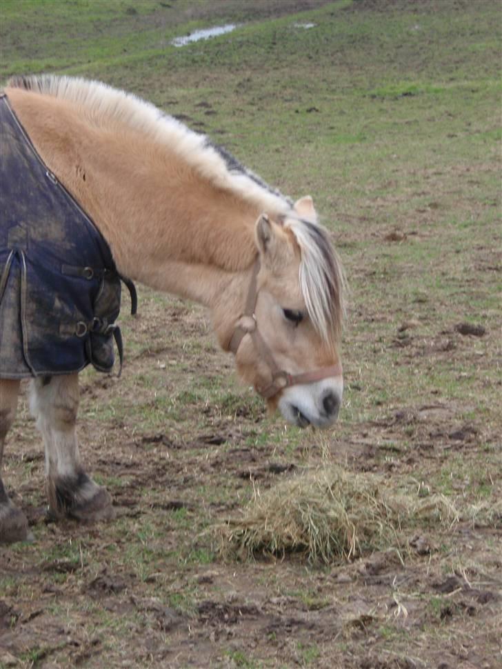 Fjordhest Jackson, solgt  - Jackson spiser hø. dato: 01/11-09 billede 16