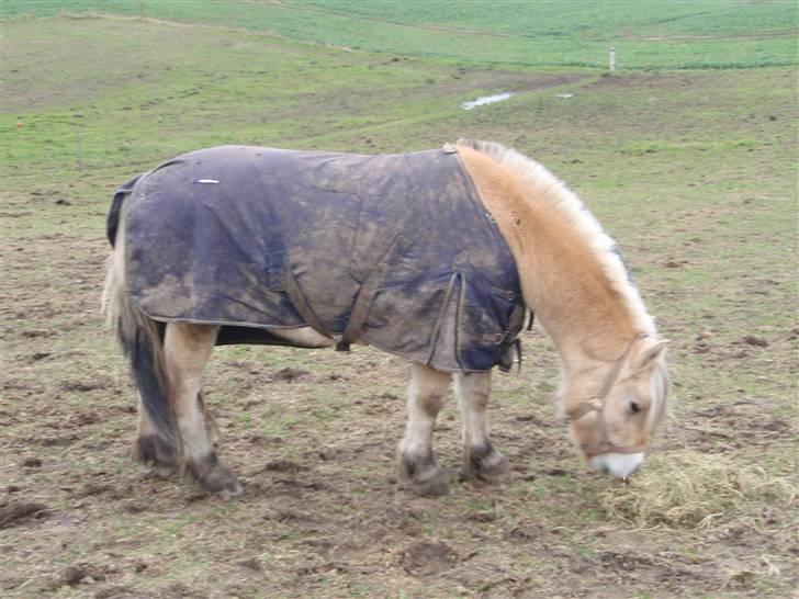 Fjordhest Jackson, solgt  - Jackson spiser hø. dato: 01/11-09 billede 17