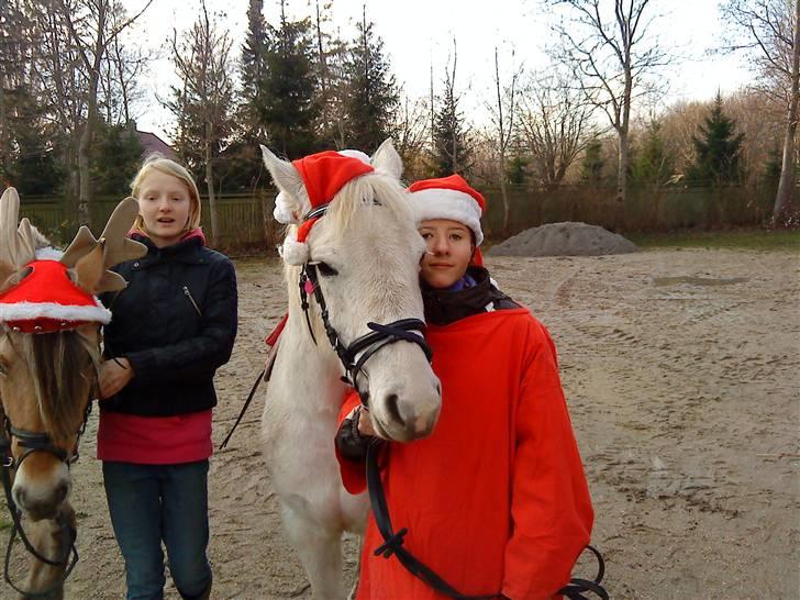 Anden særlig race Miss Grey  - velkommen til Miss greys profil! her er ammen til ponytræk ved julestuen på bredekærgård :) billede 1