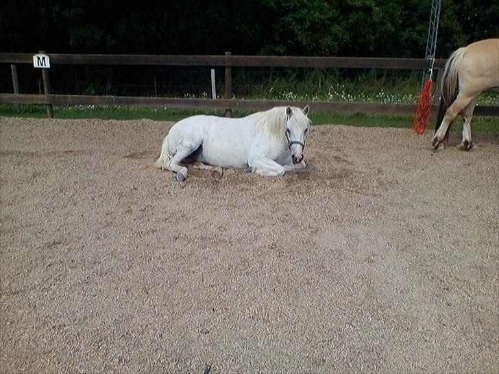 Anden særlig race Miss Grey  -  Grey <3 billede 2