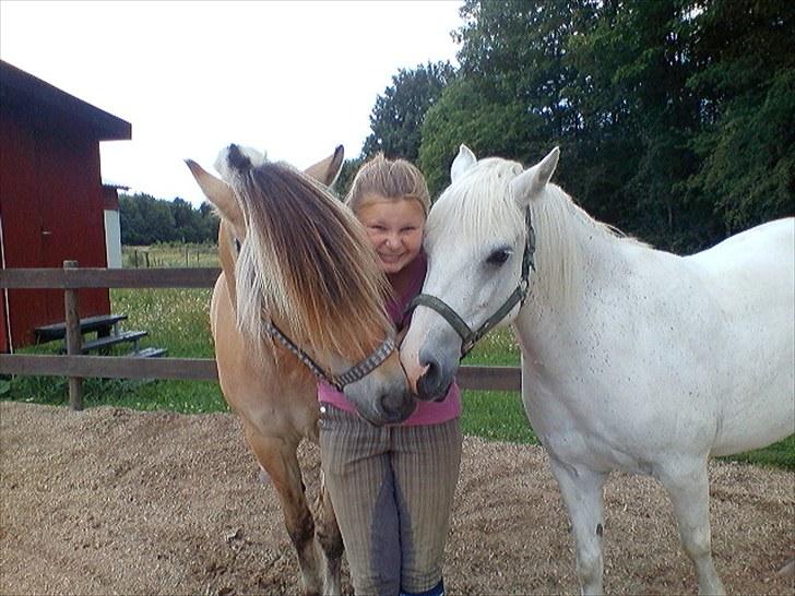 Anden særlig race Miss Grey  - Grey og Sofie  og Ally :) <3 billede 3