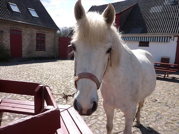 Anden særlig race Miss Grey  billede 4