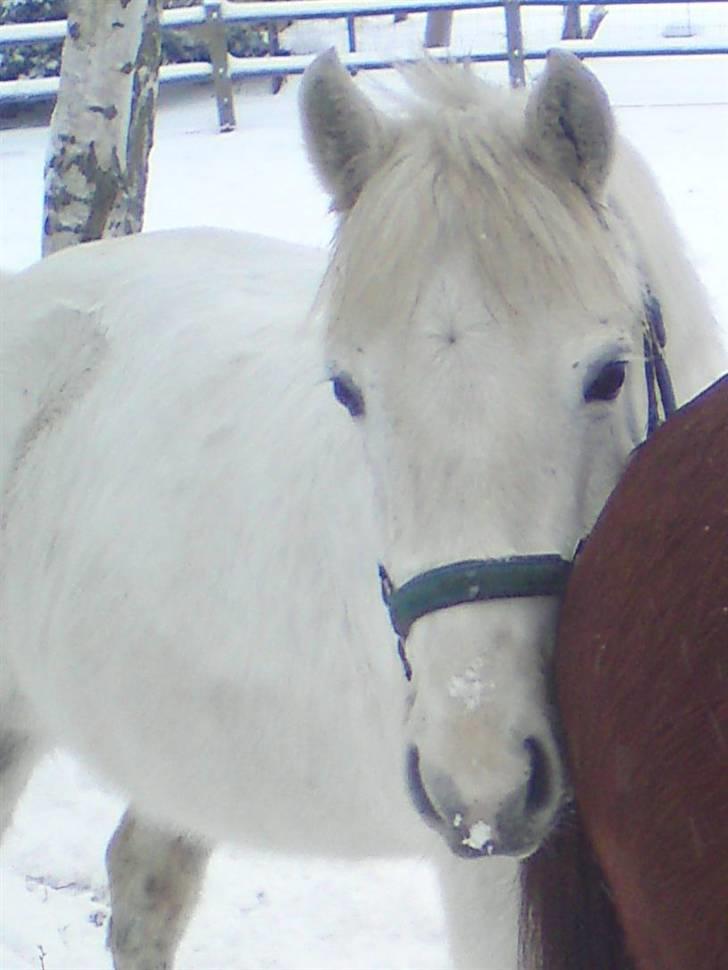 Anden særlig race Miss Grey  - Miss Grey og Juniors røv :) billede 5