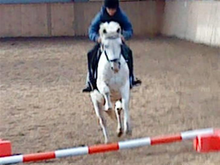 Anden særlig race Miss Grey  - mig og Miss grey da vi sprang første gang :) <3 billede 6