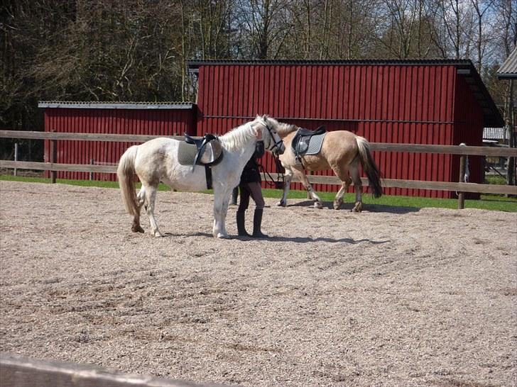 Anden særlig race Miss Grey  - Grey og mig til Jordtræning billede 7