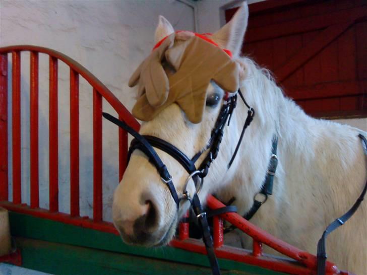 Anden særlig race Miss Grey  - haha! ejj synes hun ser så sjov og nuttet ud på det her billede! taget den 24 december :D billede 9