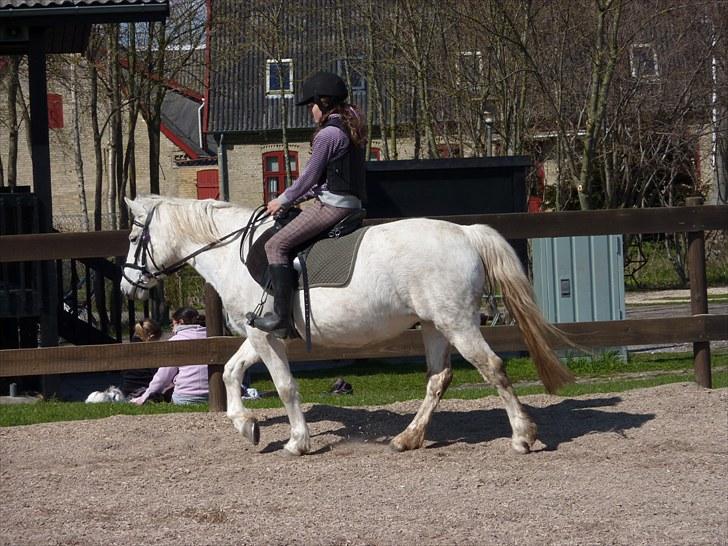 Anden særlig race Miss Grey  - Mig på Grey billede 10