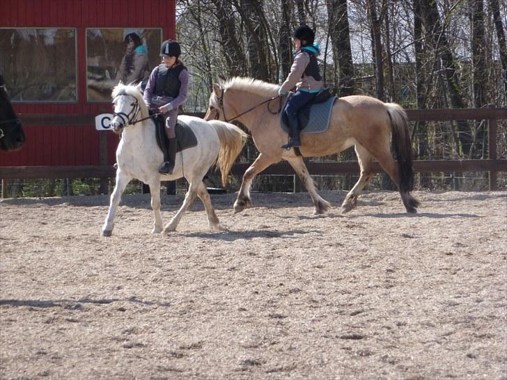 Anden særlig race Miss Grey  - Mig og Grey øver ottetaller! :) billede 11