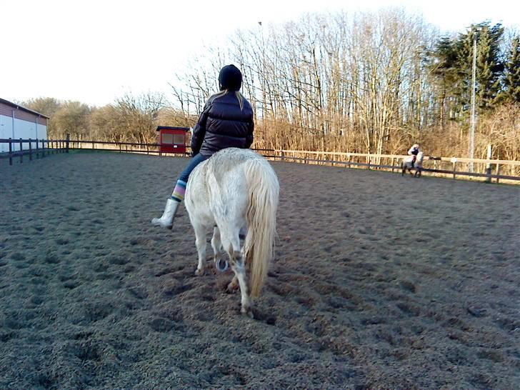 Anden særlig race Miss Grey  - Mokka rider Grey! "så nu går jeg for nu vil jeg ud og gallopere! :D" billede 12