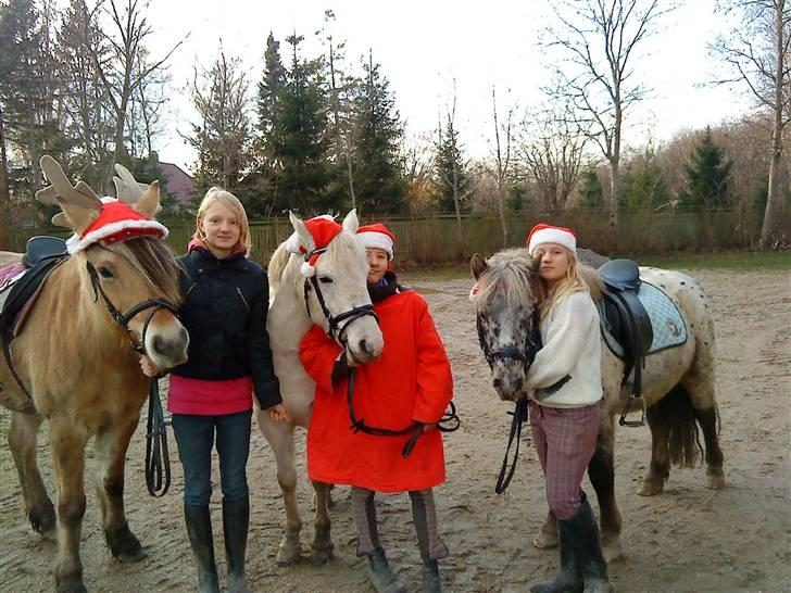 Anden særlig race Miss Grey  - her er vi alle til jullestuen på bredekærgård! billede 13