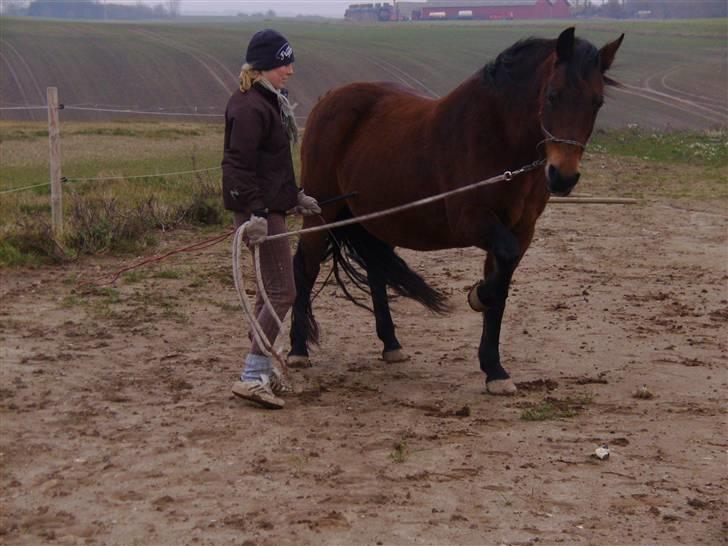 New Forest /Pinto   Celine -  Cille  - 1/11-09 . :) Foto: Mor billede 17