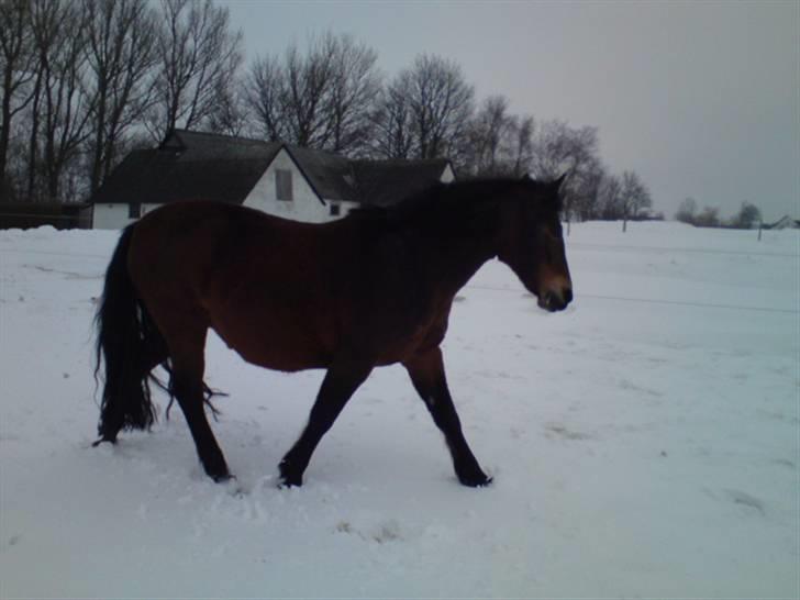 New Forest /Pinto   Celine -  Cille  - 22/2-10 . Cille på folden :) billede 18