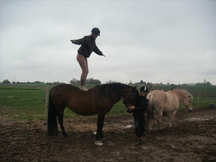 New Forest /Pinto   Celine -  Cille  - 13/5-10. hygge og sjov med min idiotsikre Cille. ;D Foto: Mor billede 19