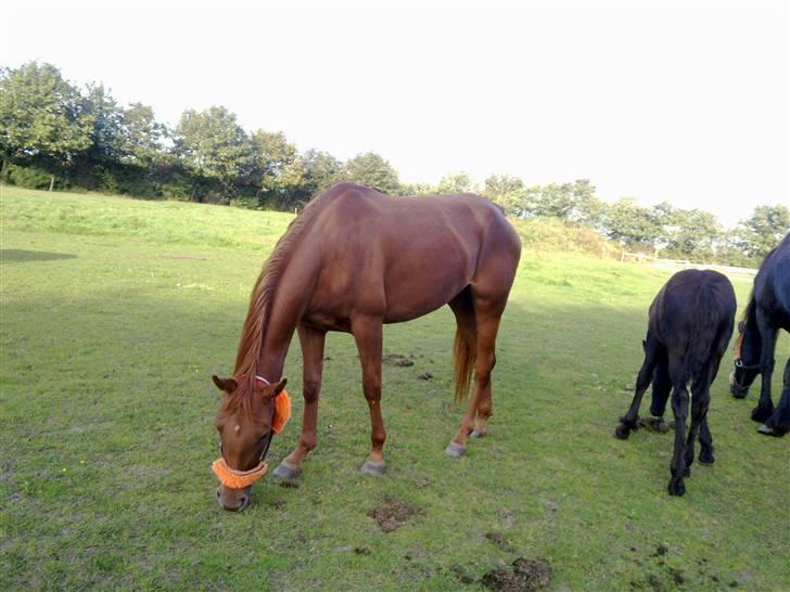 DSP Tracy billede 10