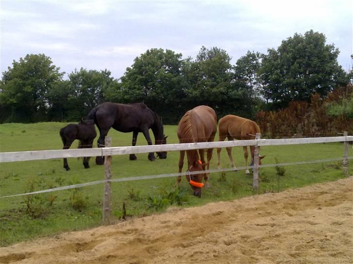 DSP Tracy billede 11