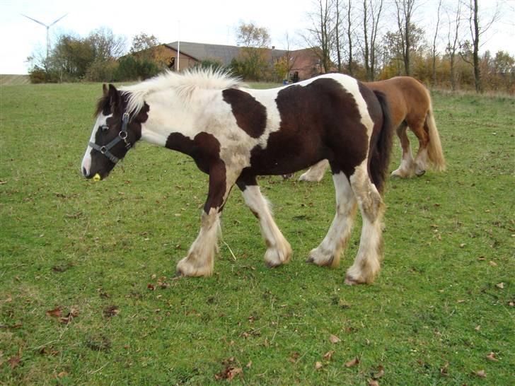 Irish Cob Viggo Hiiri Solgt. - 30/10 2009. Hovskægget kommer med også nu, var ellers noget nervøs en overgang...  billede 19