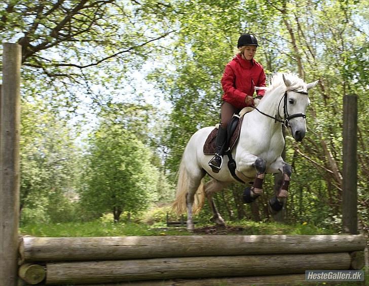 Connemara Delight Aurora - 29-05-2010 Aurora springer ned fra banket billede 13